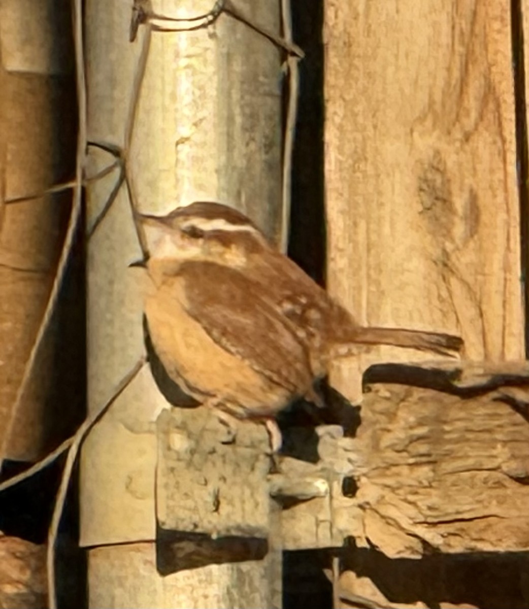 Carolina Wren - ML646266032