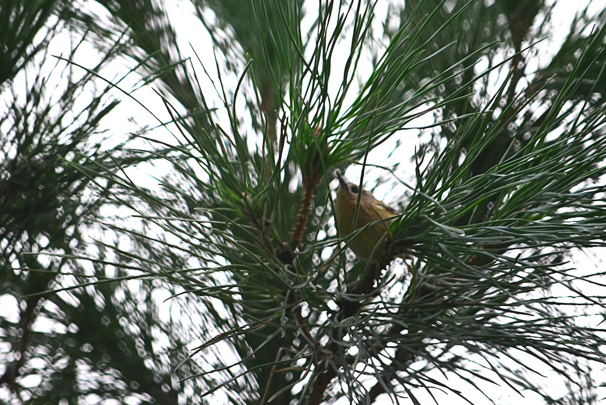 králíček obecný - ML646266033