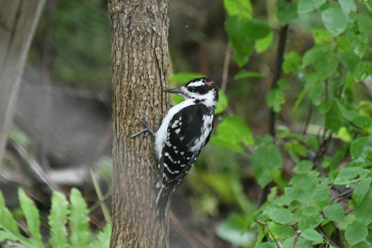 Hairy Woodpecker - ML646266052