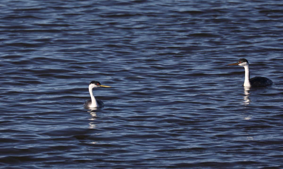 svanedykker - ML646266055