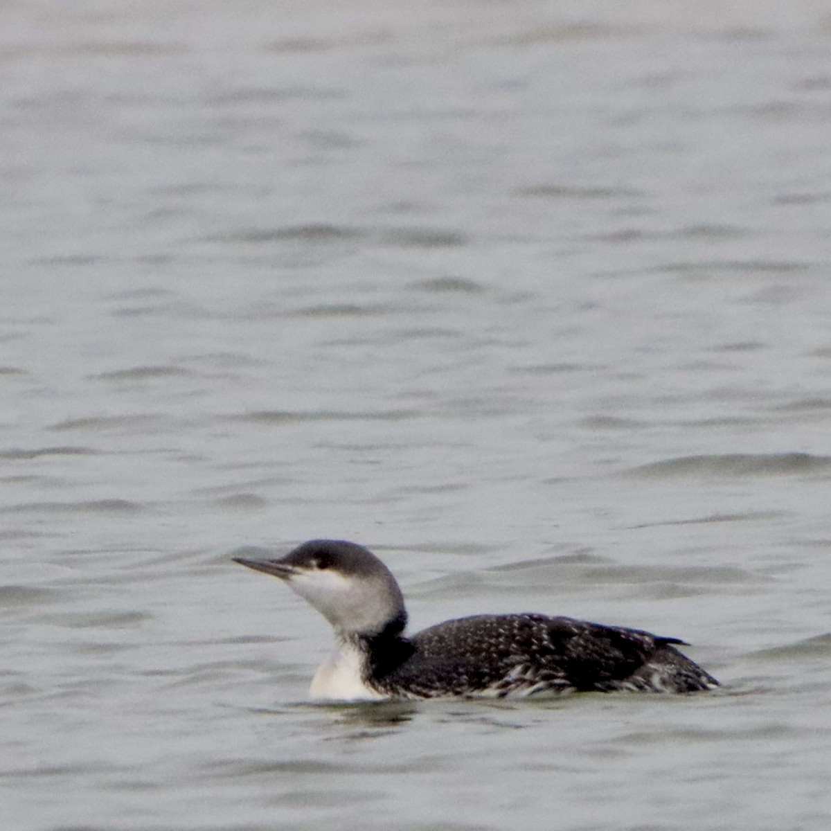 Red-throated Loon - ML646266056