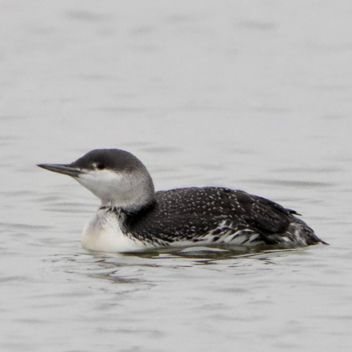 Red-throated Loon - ML646266057