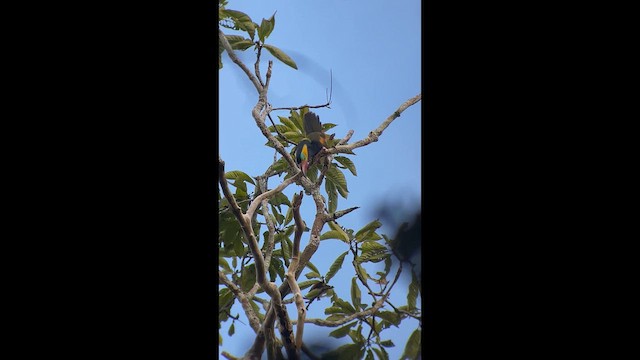 Тукан перуанський - ML646266059