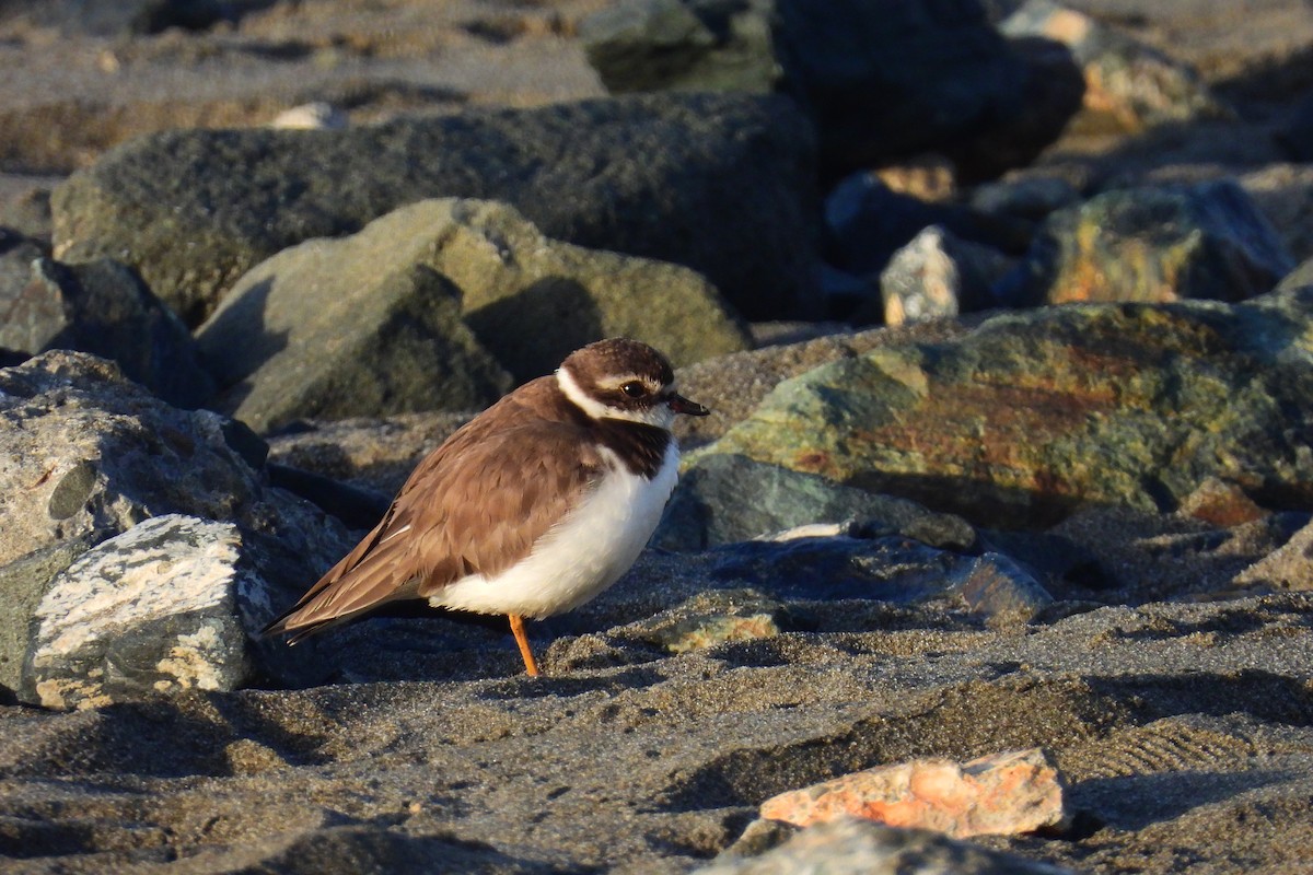 ミズカキチドリ - ML646266060
