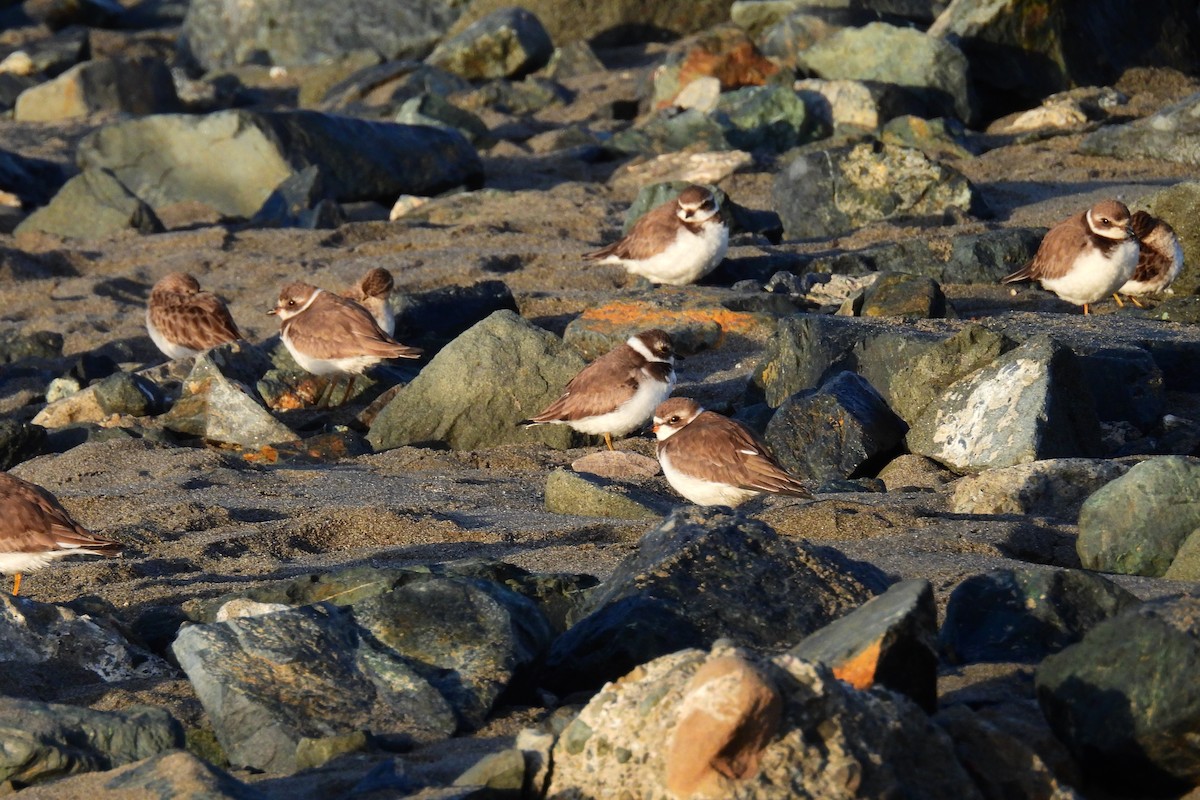 ミズカキチドリ - ML646266061
