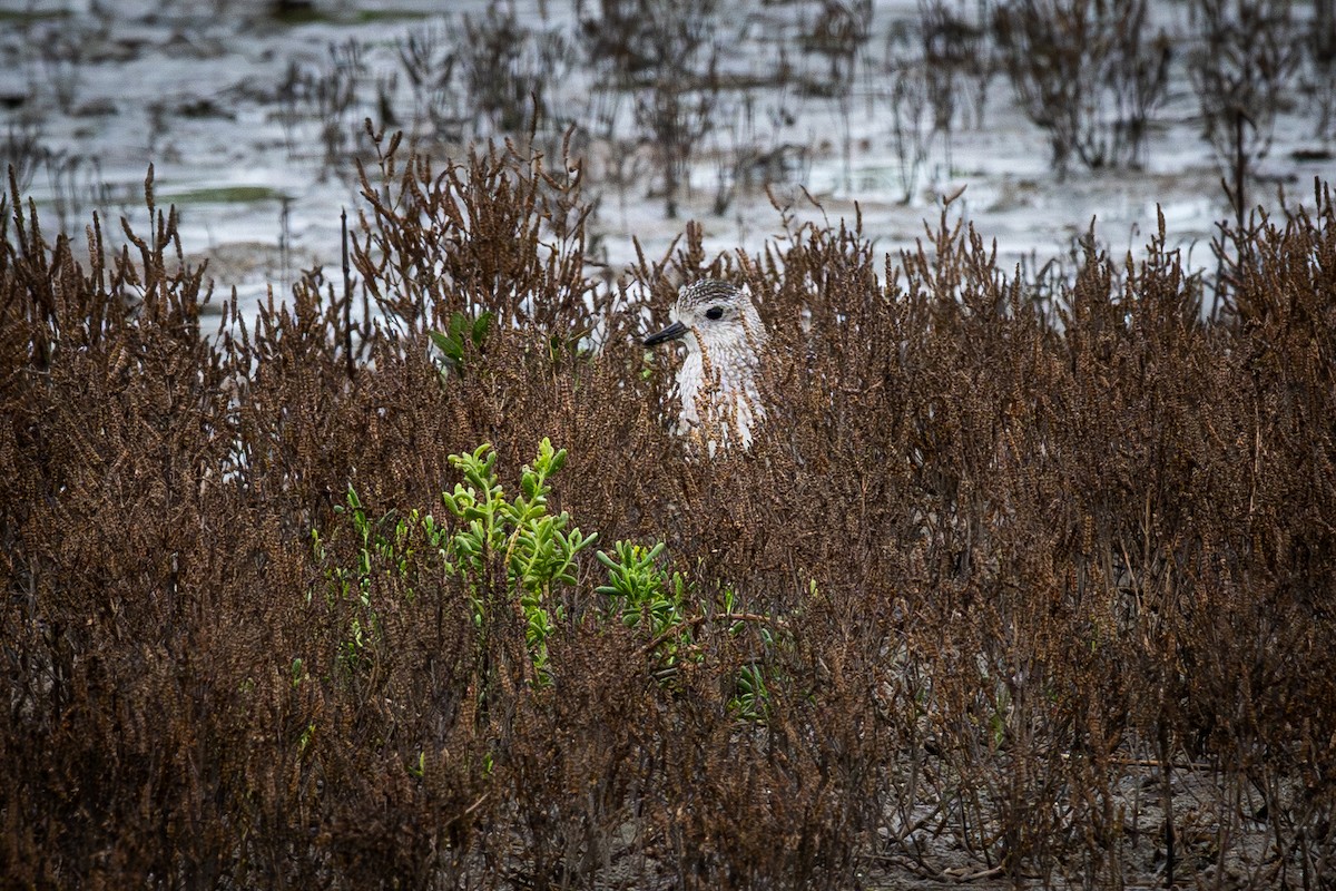 Black-bellied Plover - ML646266062