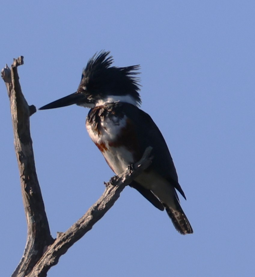 שלדג אמריקני - ML646266066