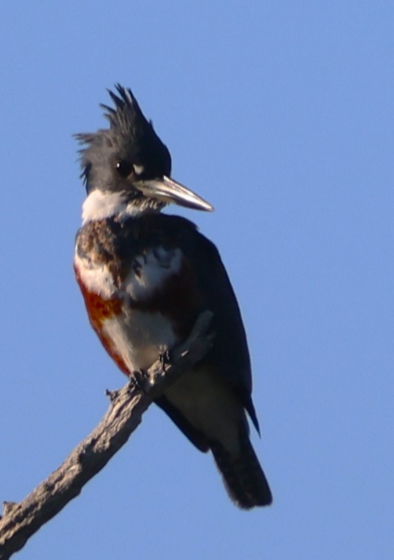 שלדג אמריקני - ML646266067