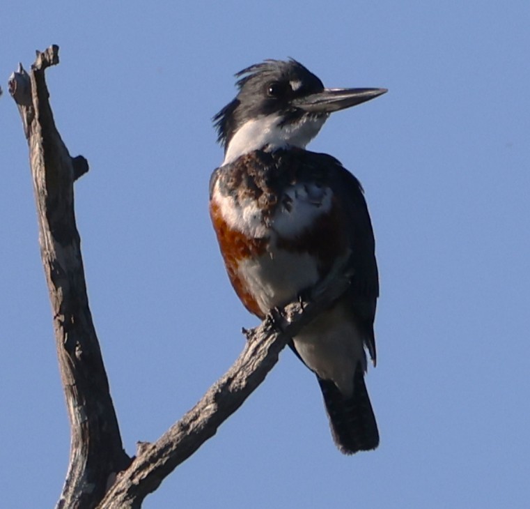 שלדג אמריקני - ML646266068