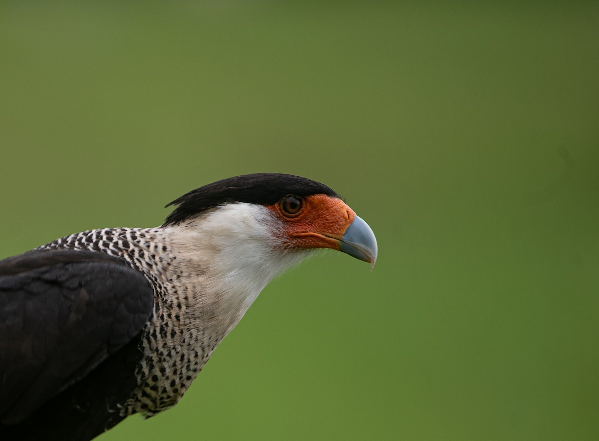 gribbkarakara (cheriway) - ML646266071