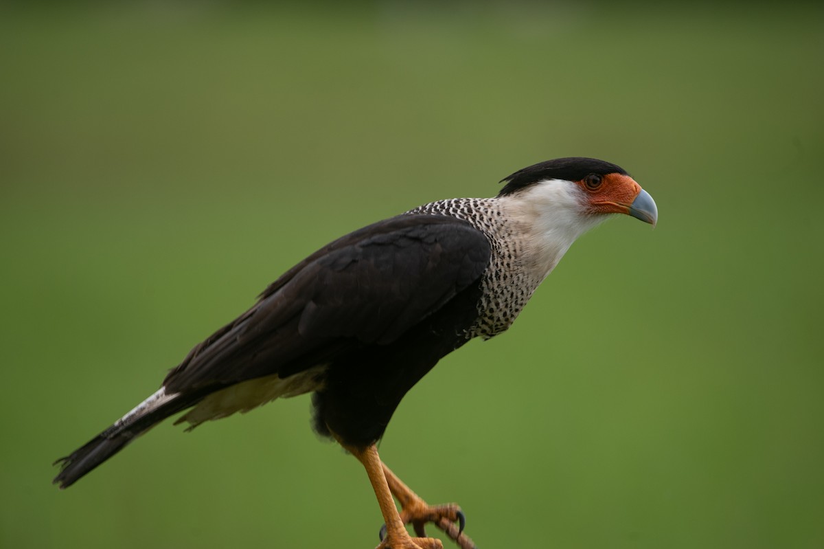 Caracara Carancho (norteño) - ML646266072