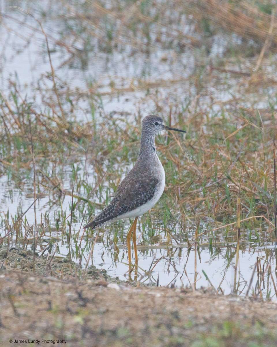 plystresnipe - ML646266073