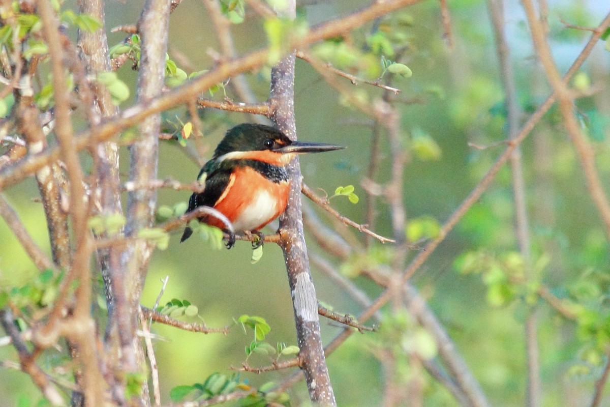 bronseisfugl - ML646266074