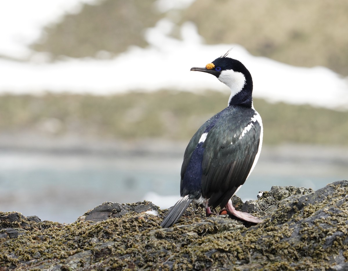 knoppskarv (georgianus) - ML646266075