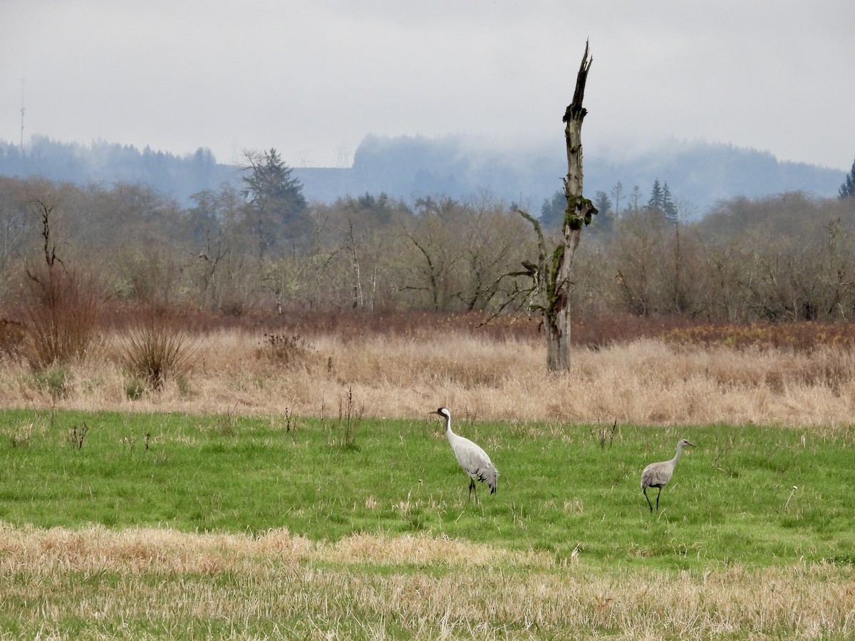Sandhill Crane - ML646266076