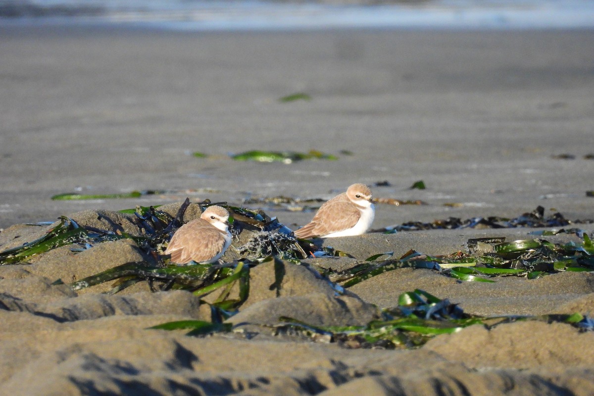 snølo - ML646266078