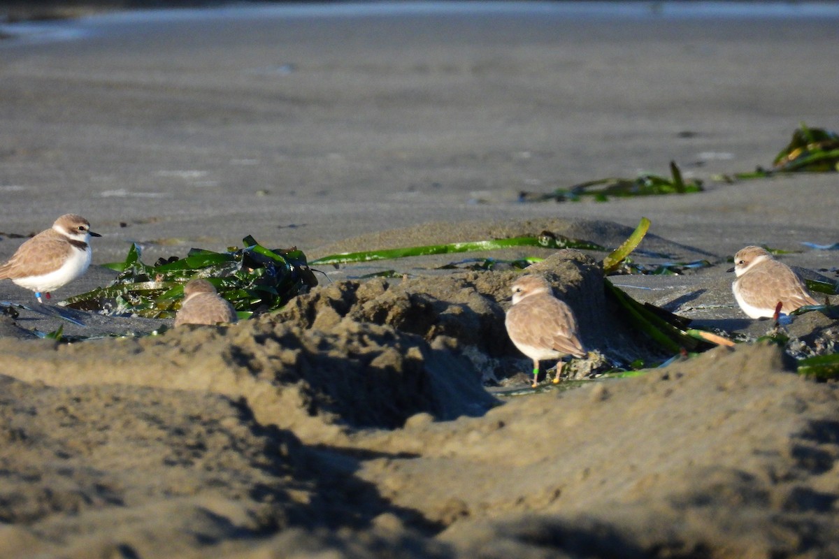 snølo - ML646266079