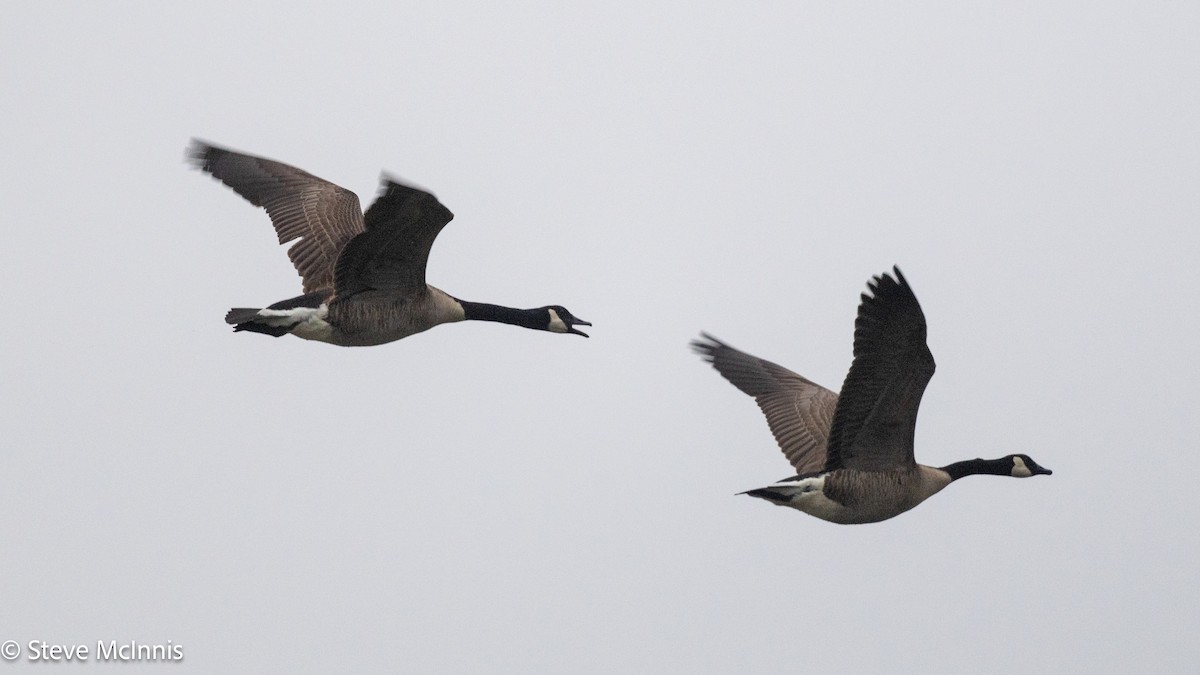 kanadagås - ML646266080