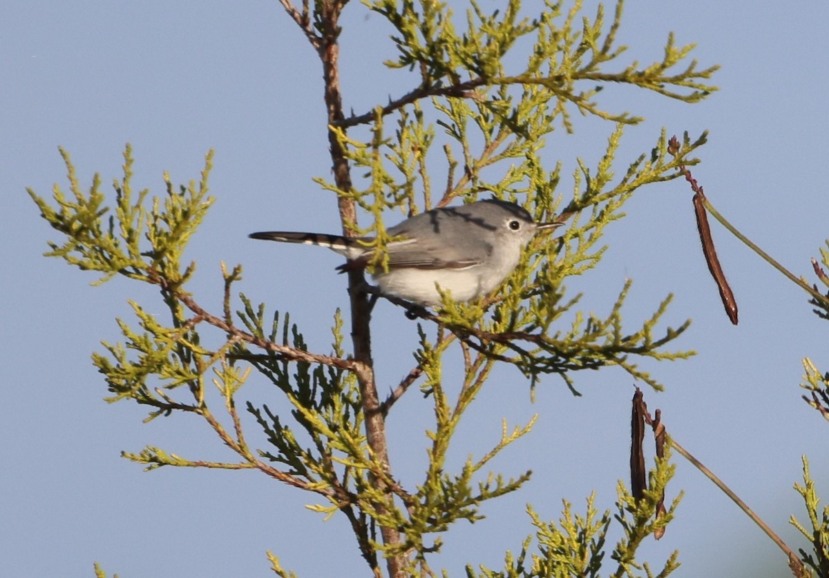 nordmyggsmett - ML646266081