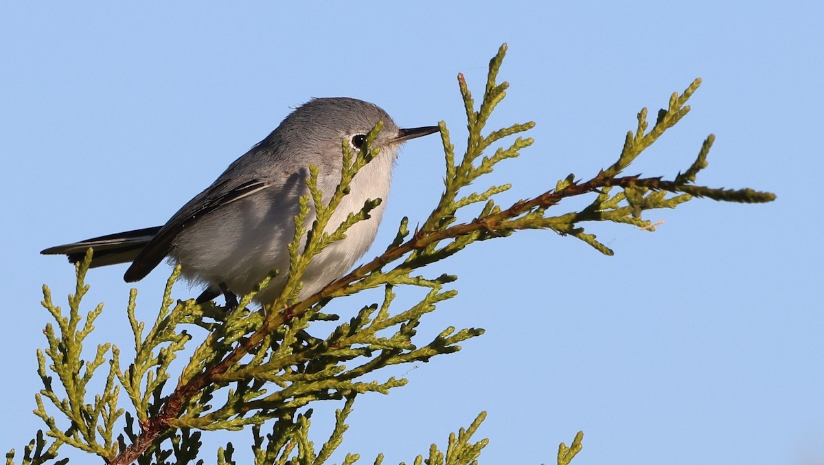 nordmyggsmett - ML646266082