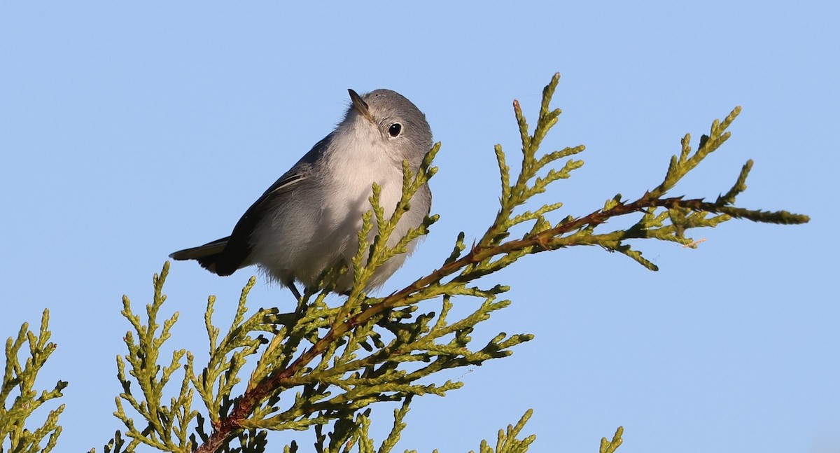 nordmyggsmett - ML646266083