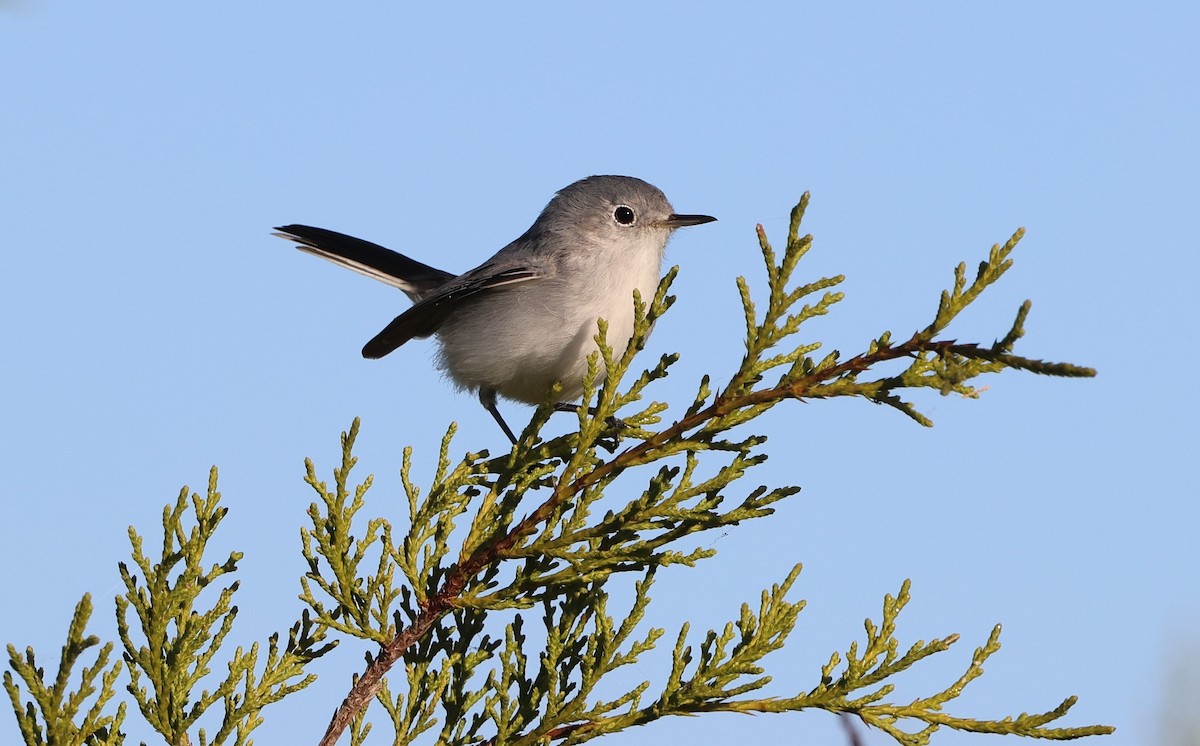 nordmyggsmett - ML646266084