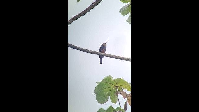 mørkryggjakamar - ML646266085