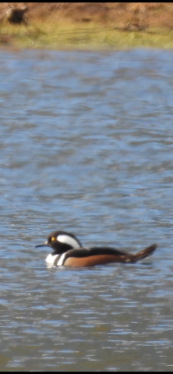 hjelmfiskand - ML646266087