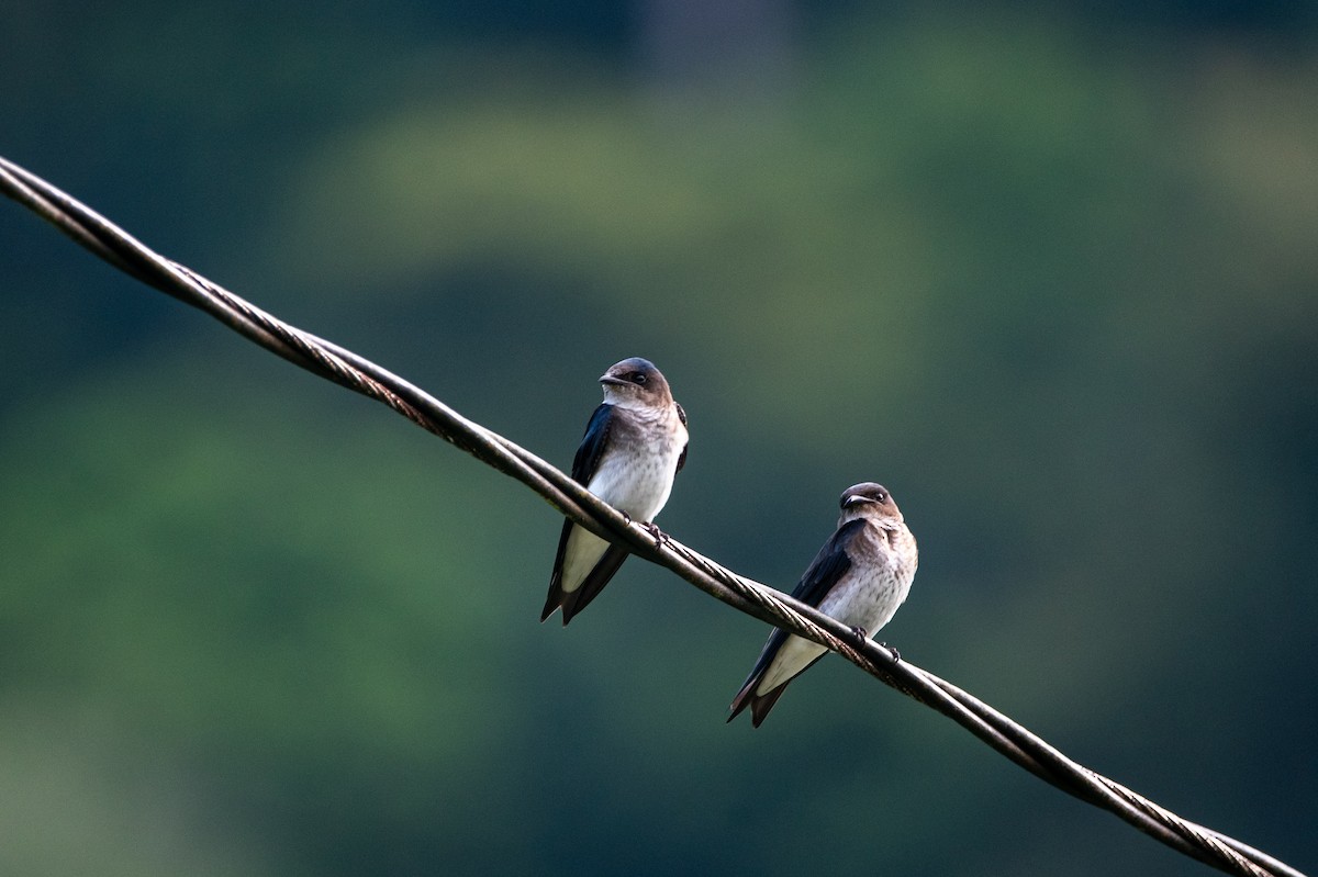 gråbrystsvale - ML646266088