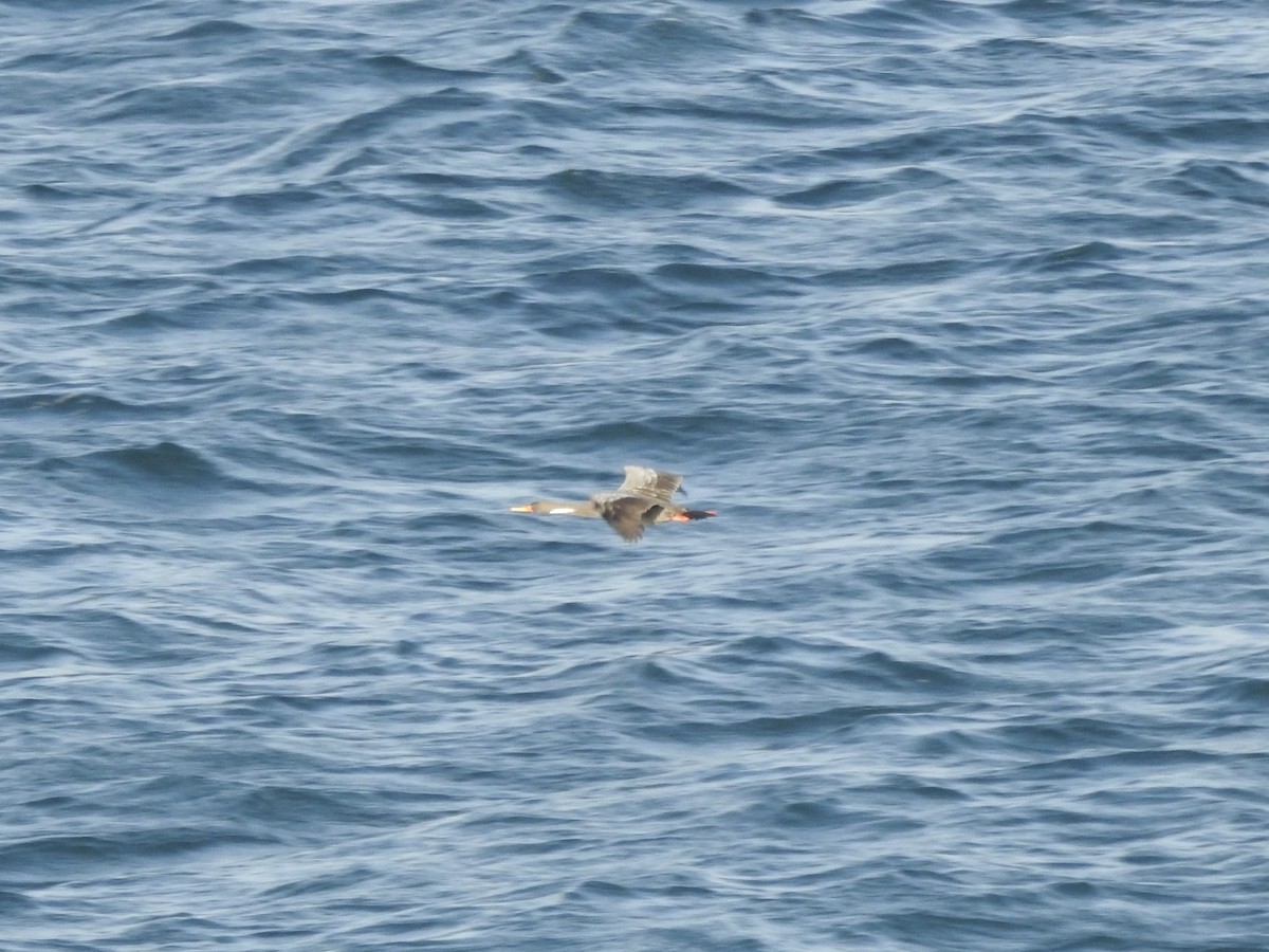 rødfotskarv - ML646266089