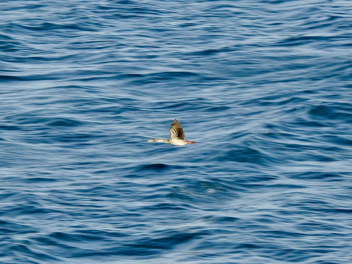 rødfotskarv - ML646266090