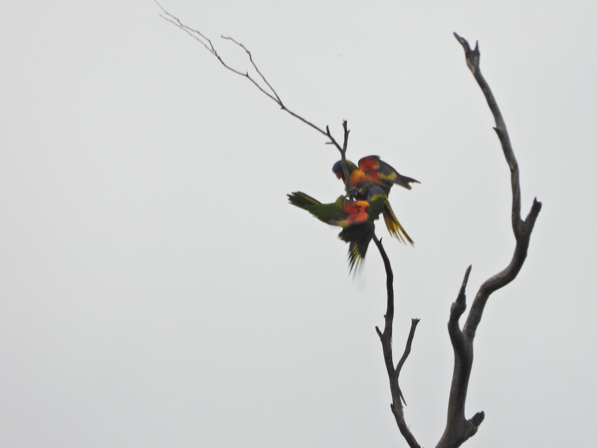 regnbuelori - ML646266091