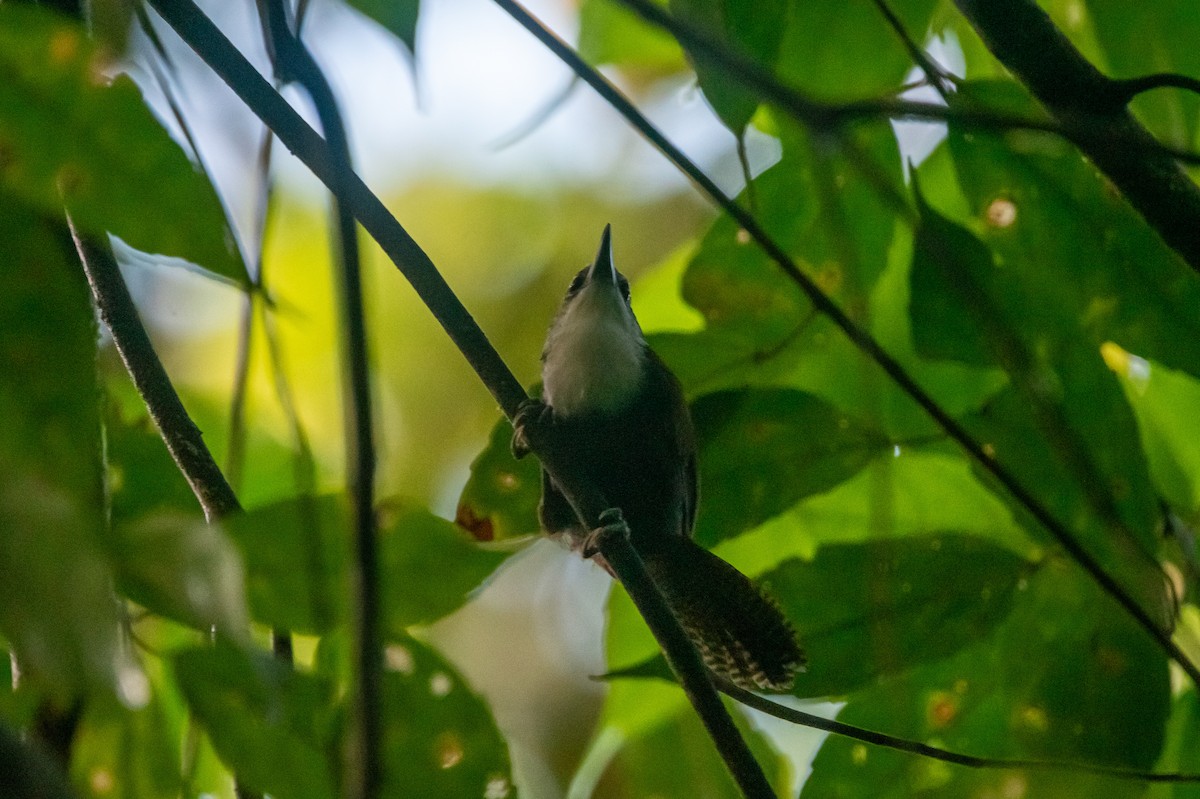 svartbuksmett - ML646266092