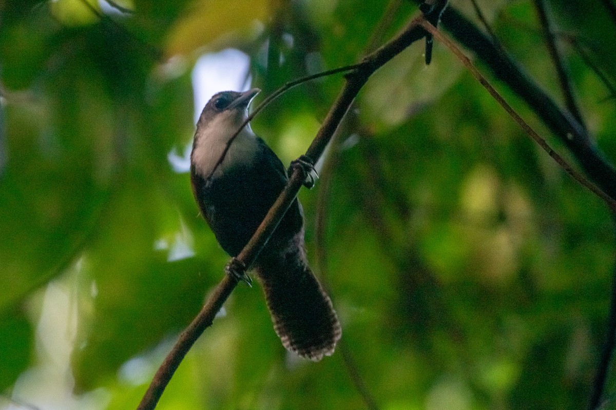 svartbuksmett - ML646266093