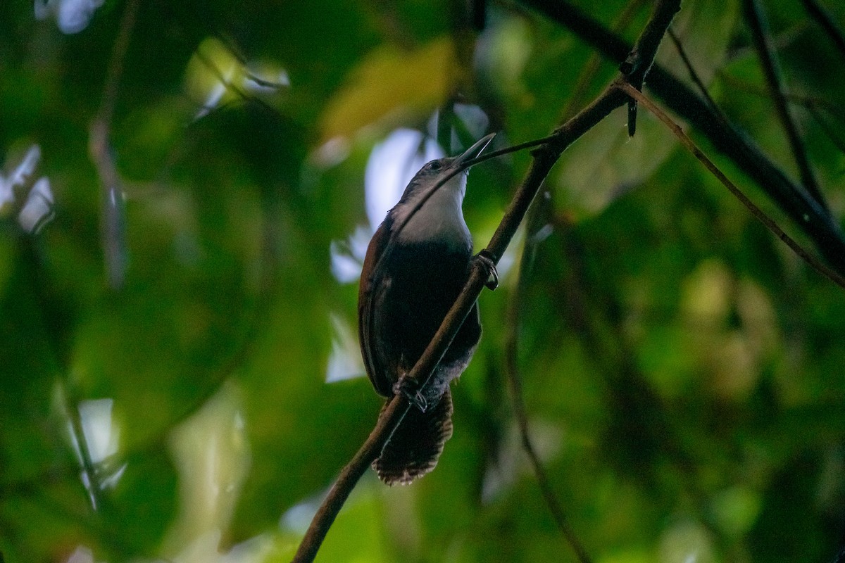 svartbuksmett - ML646266094