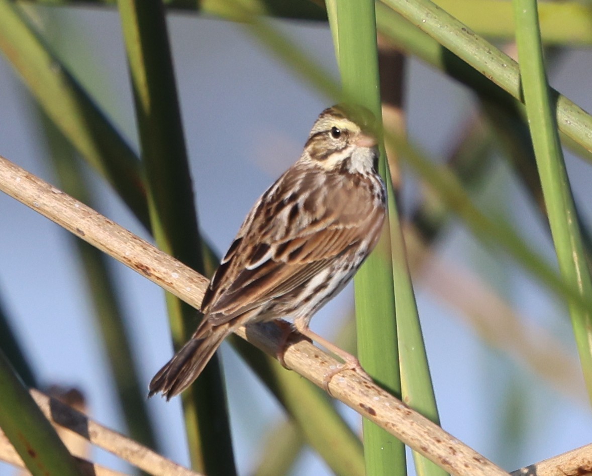 musespurv - ML646266096