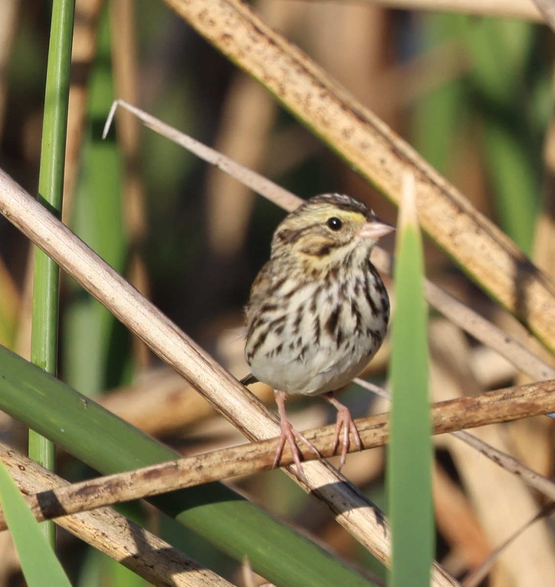 musespurv - ML646266097