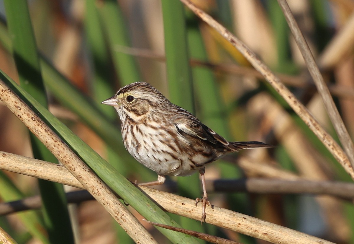 musespurv - ML646266098