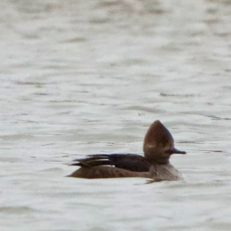 hjelmfiskand - ML646266099