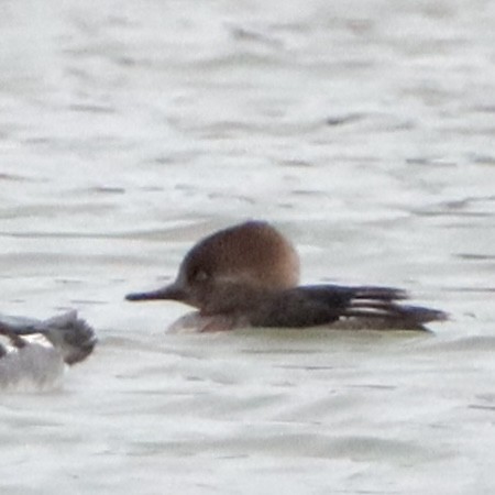 hjelmfiskand - ML646266100