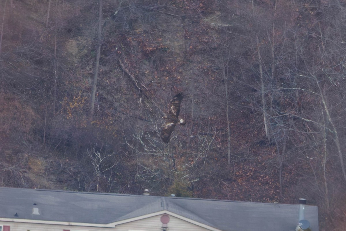 Golden Eagle - ML646266103