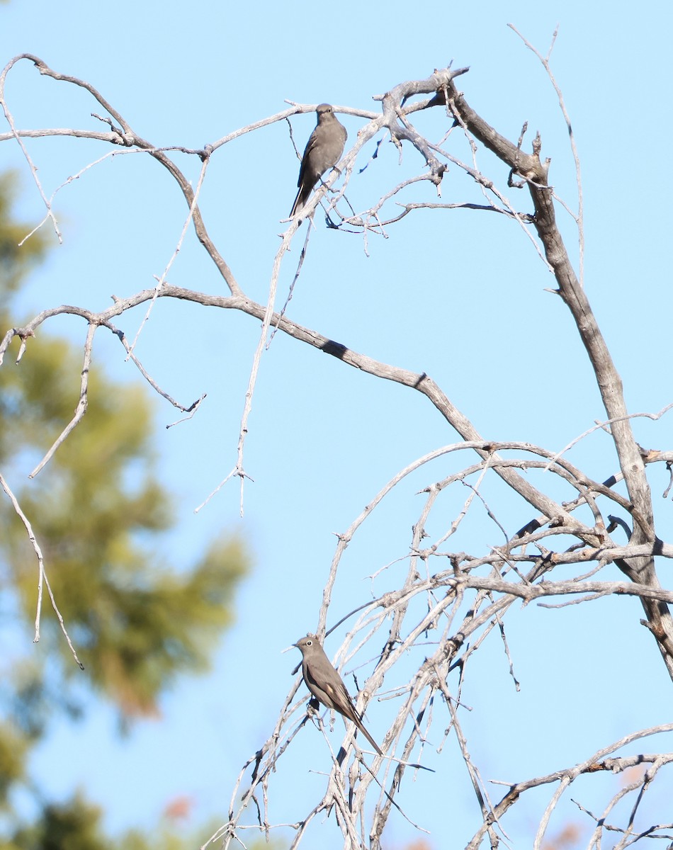 Townsend's Solitaire - ML646266104