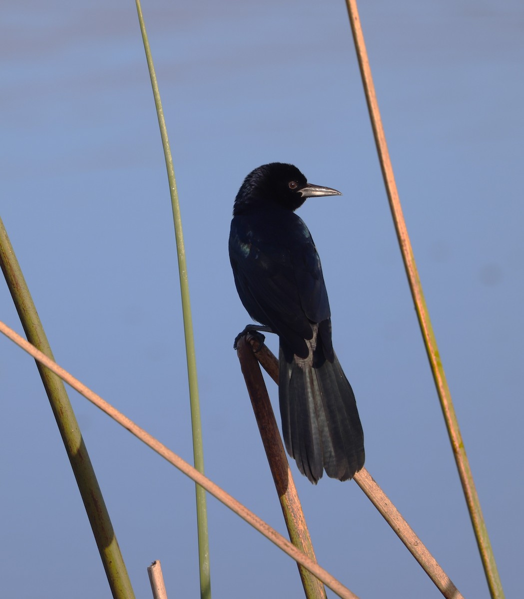 båtstjerttrupial - ML646266105