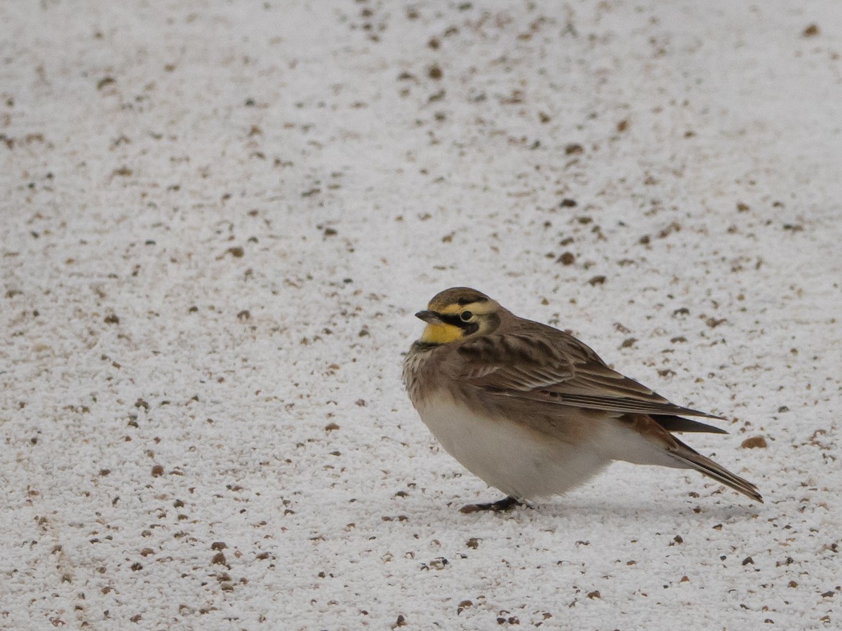 fjellerke - ML646266106