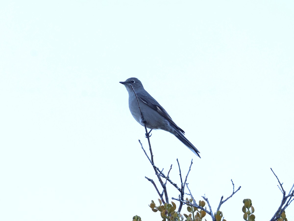 Townsend's Solitaire - ML646266107
