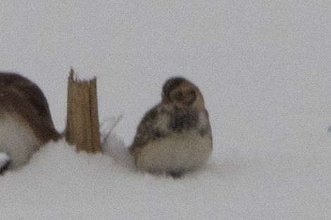 Lapland Longspur - ML646266112