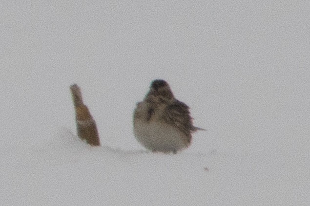 Lapland Longspur - ML646266113