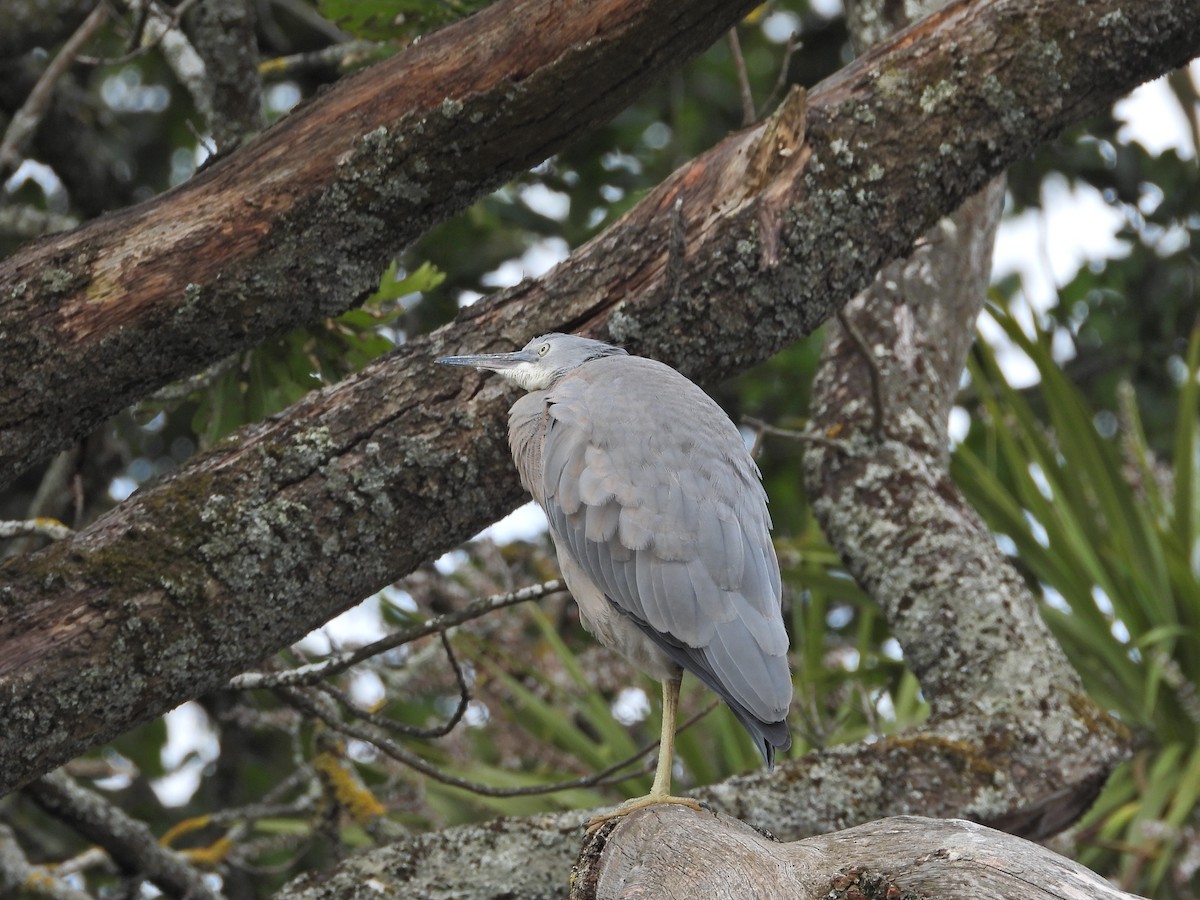 volavka bělolící - ML646266120