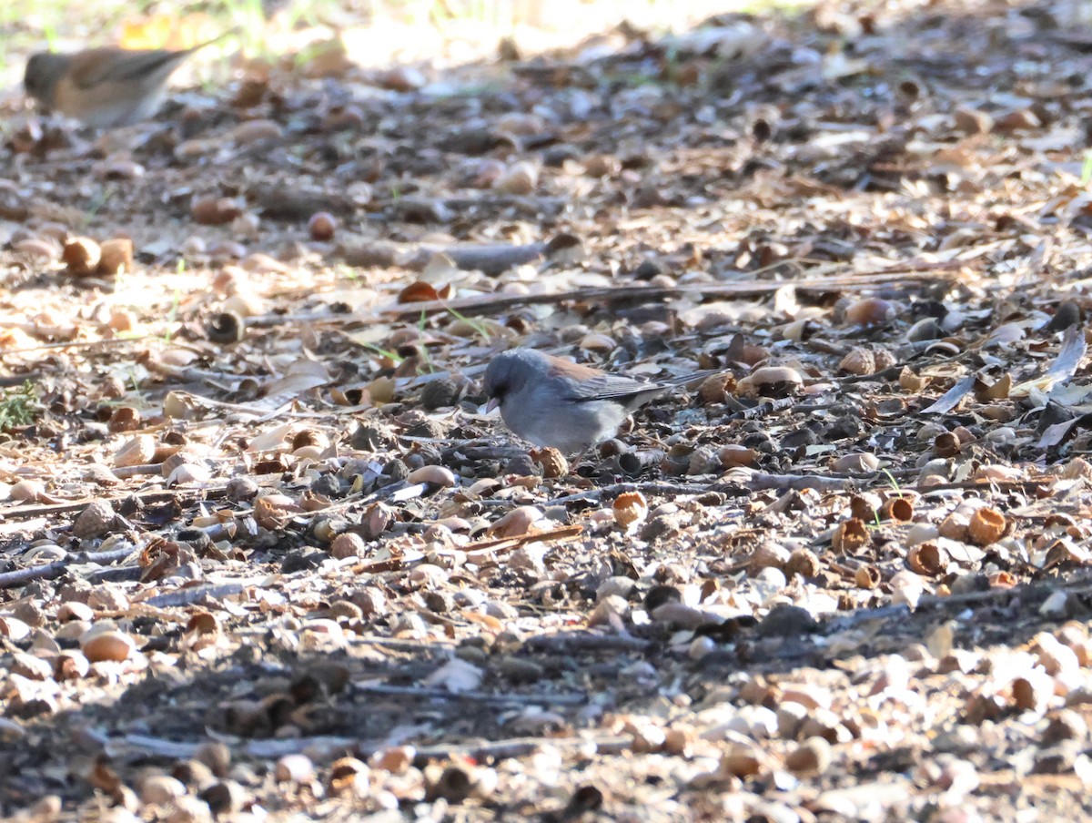 Dark-eyed Junco (Gray-headed) - ML646266126