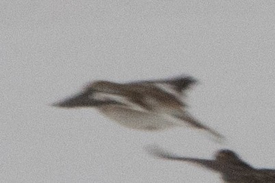 Snow Bunting - ML646266130